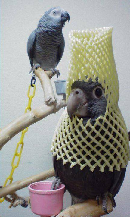 Content Image