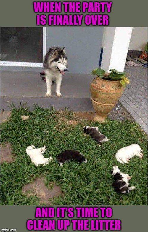 Content Image