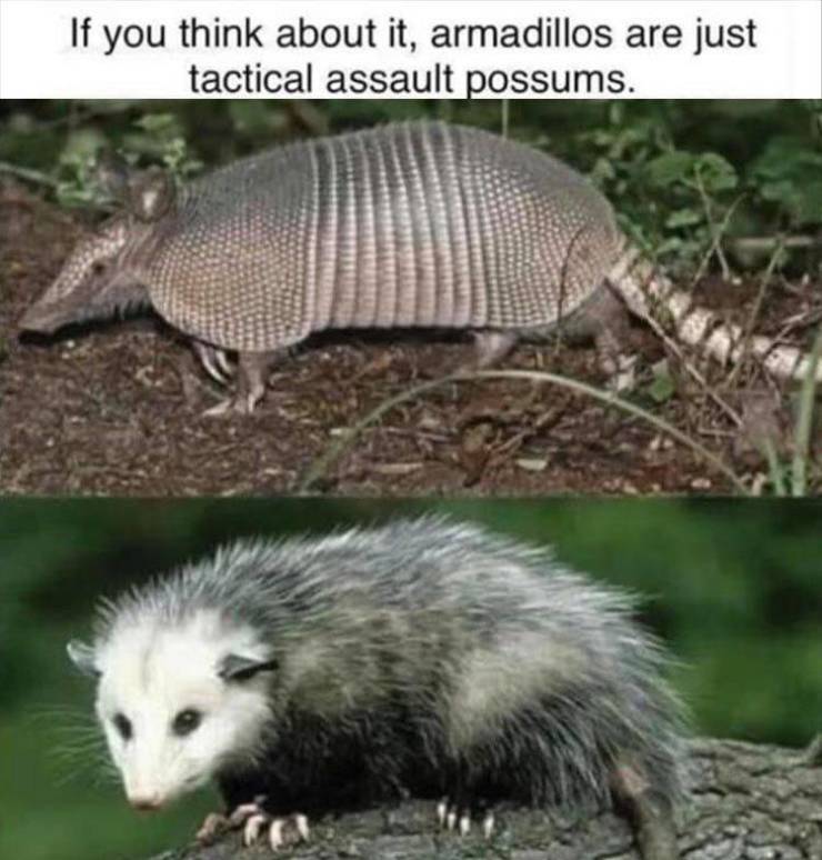 Content Image