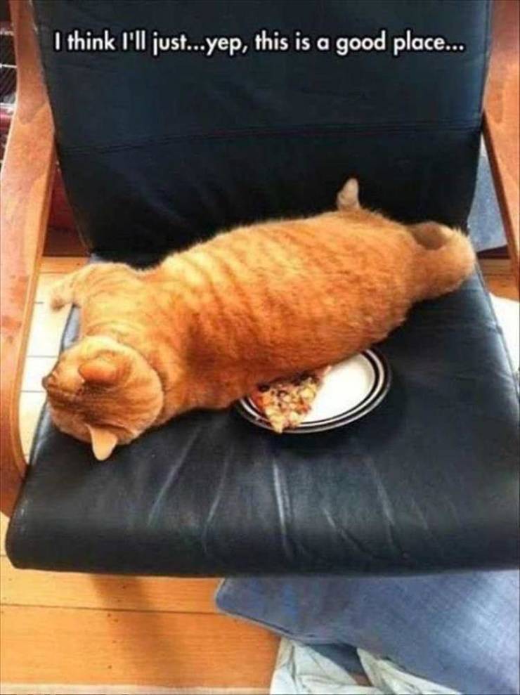 Content Image