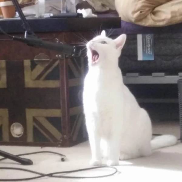 Content Image