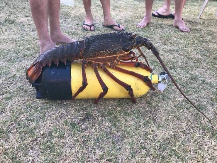 Content Image