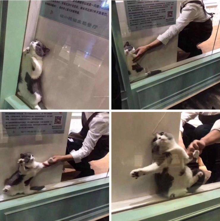 Content Image