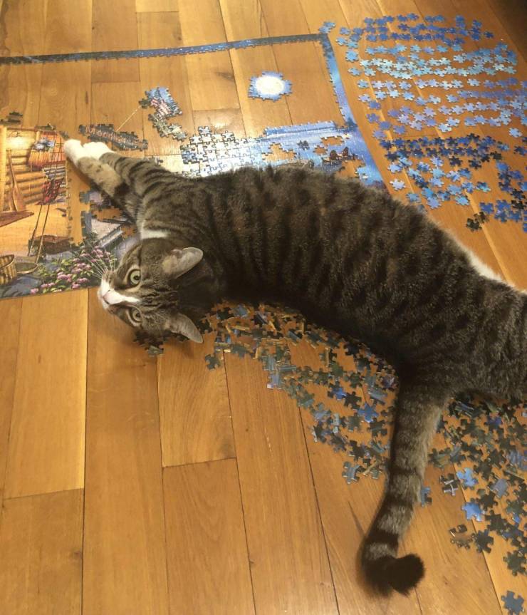Daily Picdump