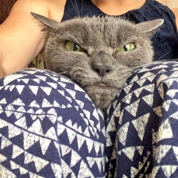 Animals Just Can’t Stop Being Funny