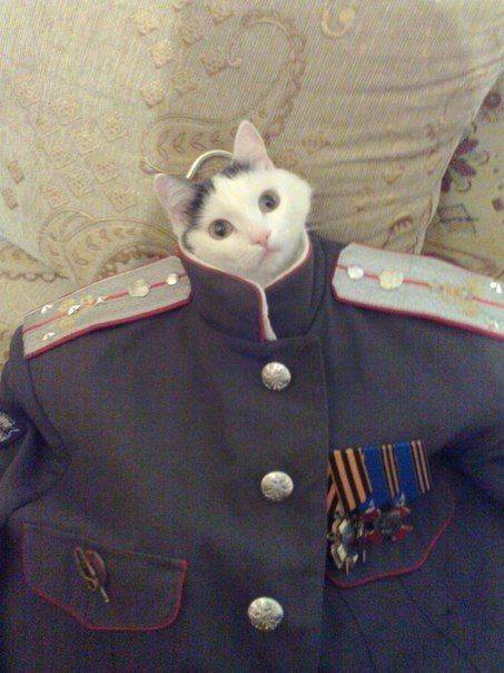 Content Image