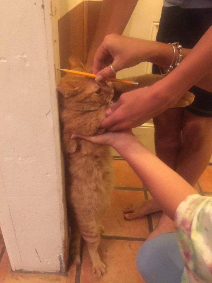 Content Image