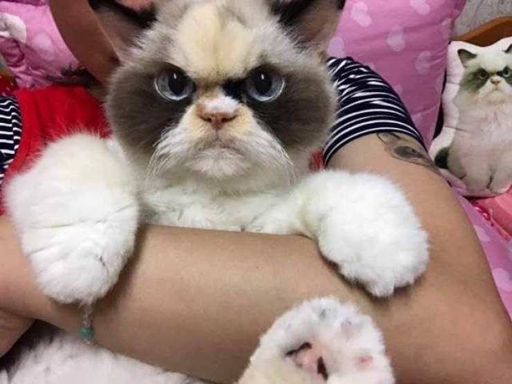 Content Image