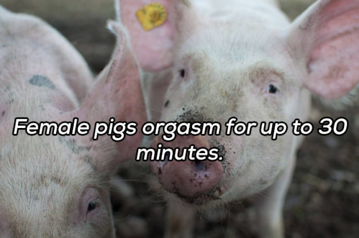 It’s Always Time For NSFW Facts!