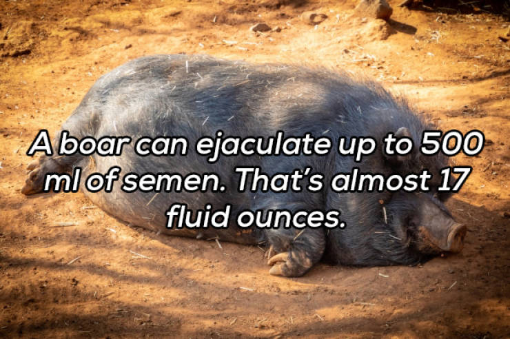 It’s Always Time For NSFW Facts!