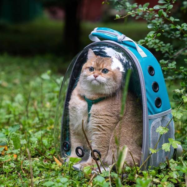 Content Image