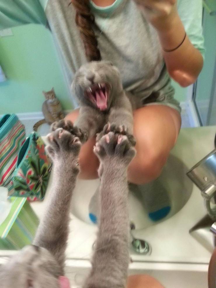 Content Image