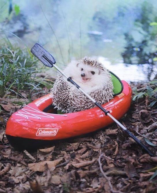 Content Image