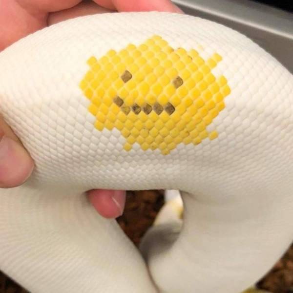 Content Image