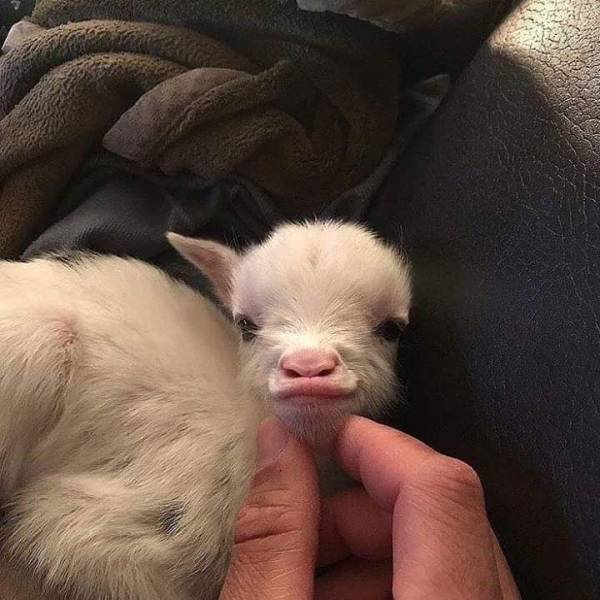 Content Image