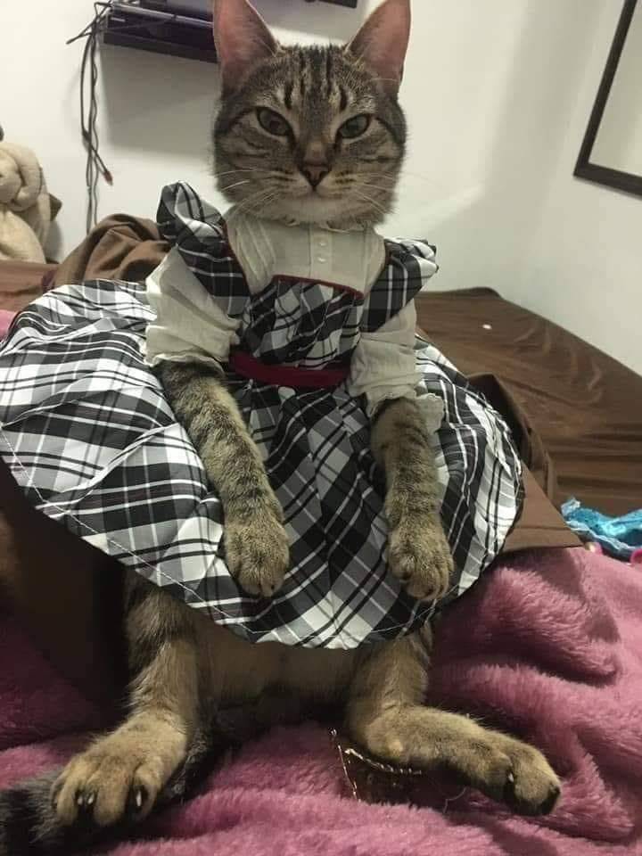 Content Image