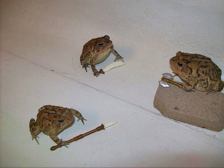 Content Image