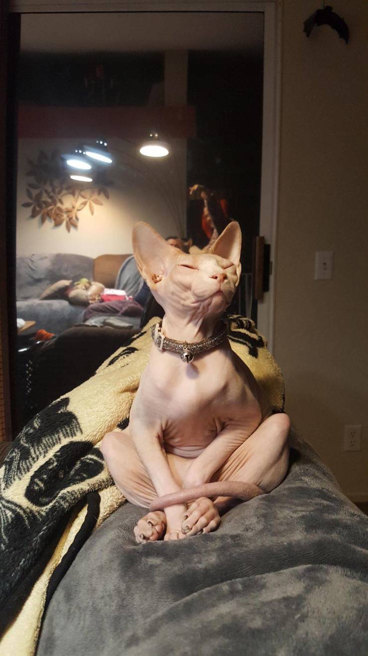 Content Image