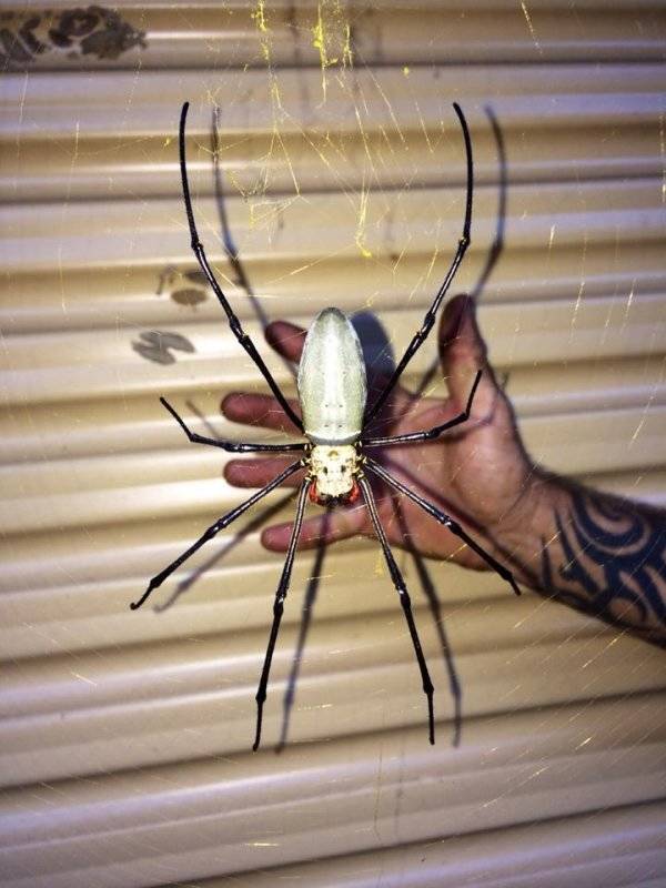 That’s A Real Big NOPE…