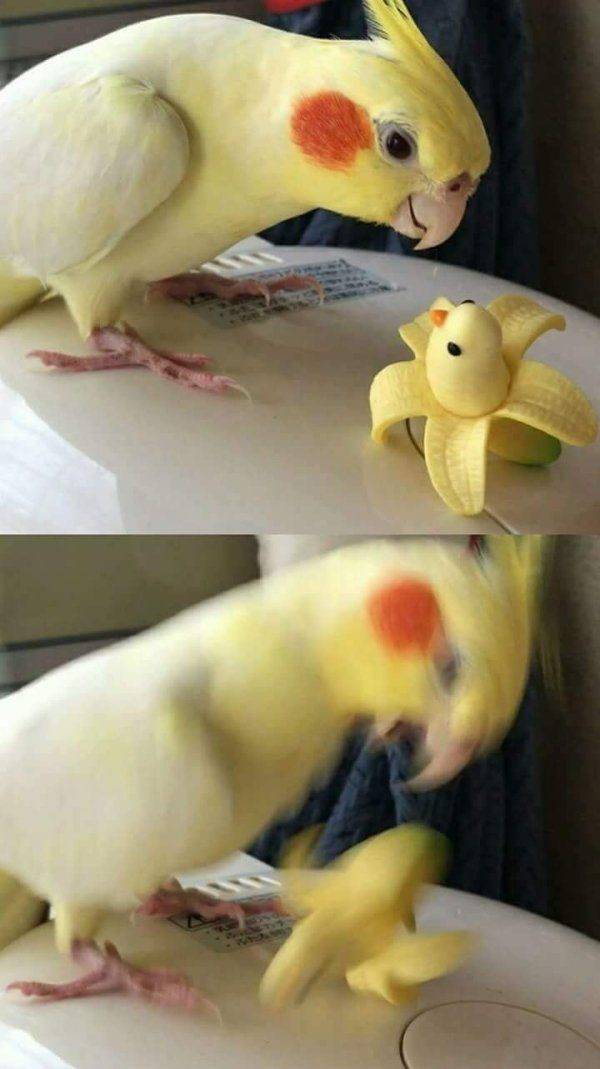 Content Image