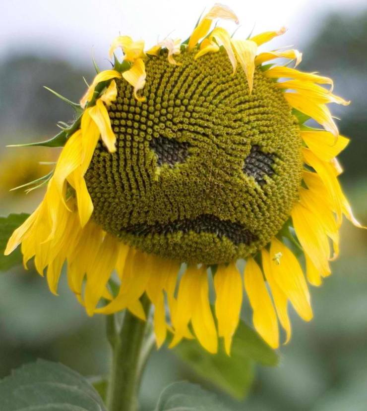 Content Image