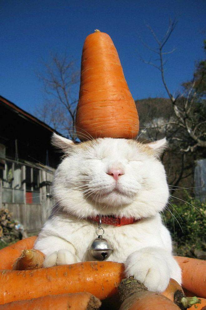 Content Image
