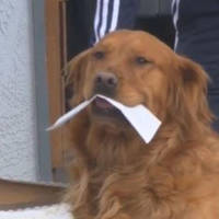 Content Image