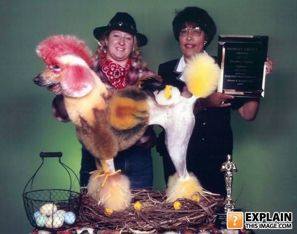 Random pictures that make no sense (55 pics)