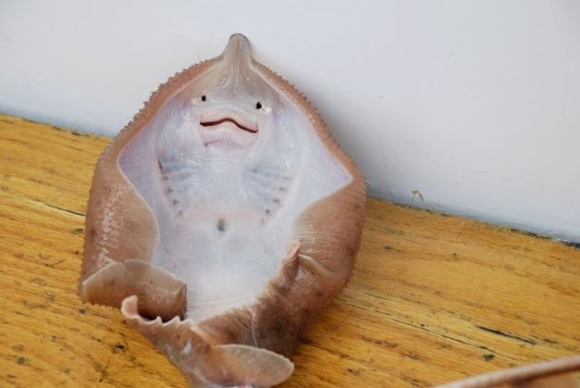 Funny picdump (97 pics)