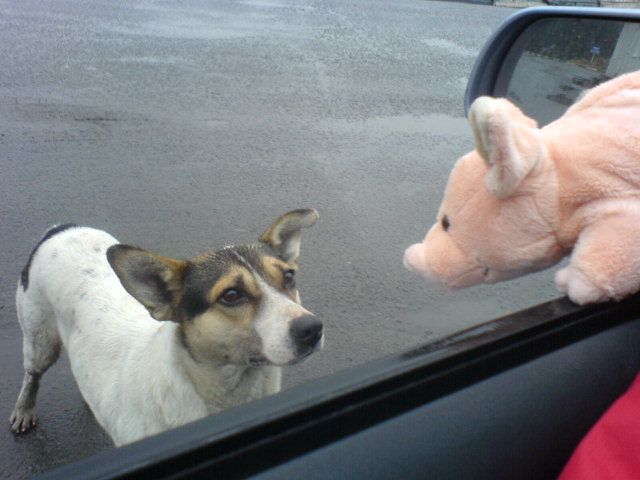 Funny picdump (97 pics)