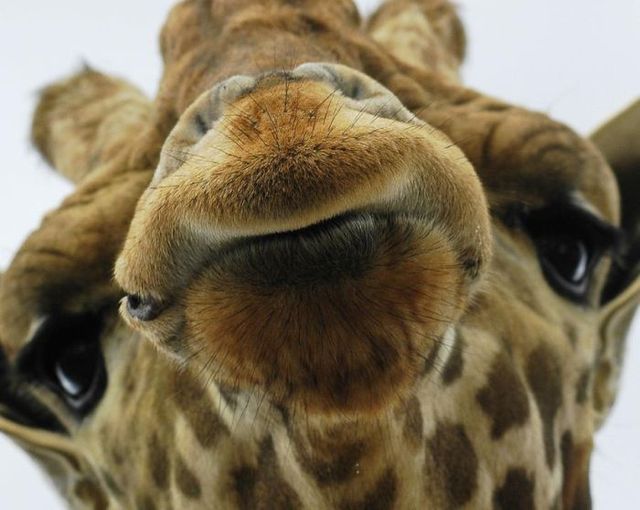 Funny picdump (107 pics)