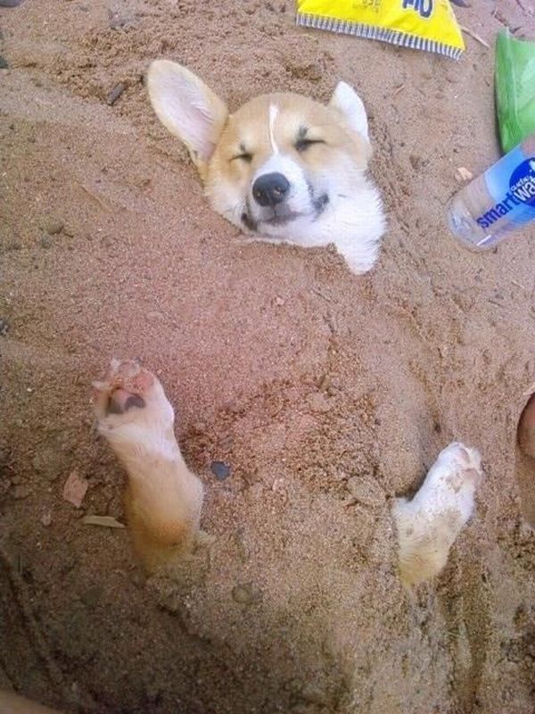 Funny picdump (123 pics)