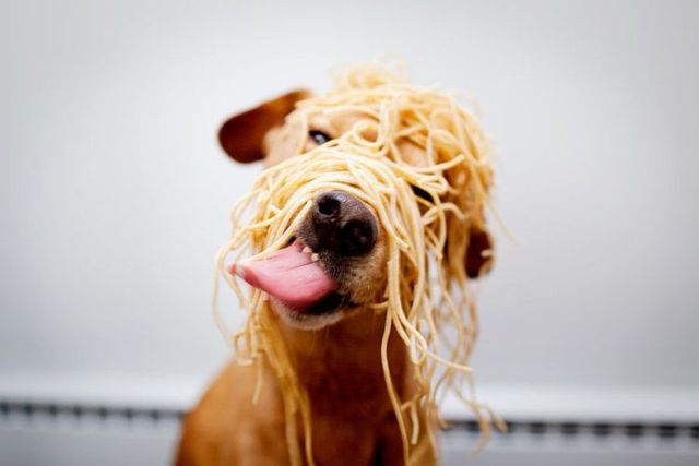 Funny picdump (154 pics)