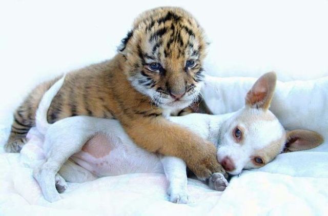 Funny picdump (100 pics)