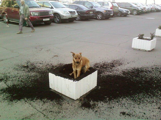 Funny picdump (100 pics)