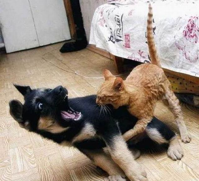 Funny picdump (100 pics)