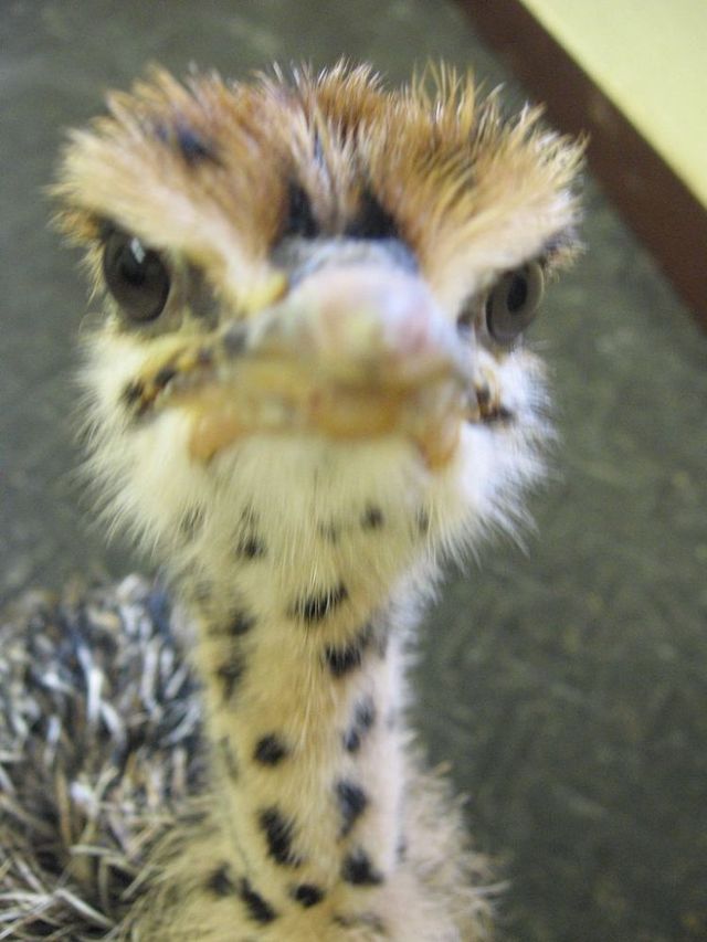 Funny picdump (116 pics)