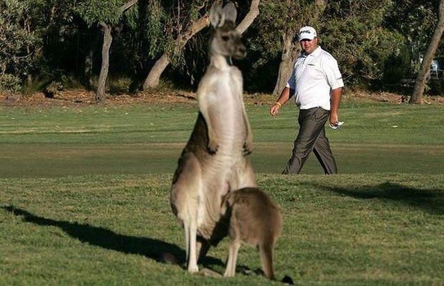 Funny picdump (116 pics)
