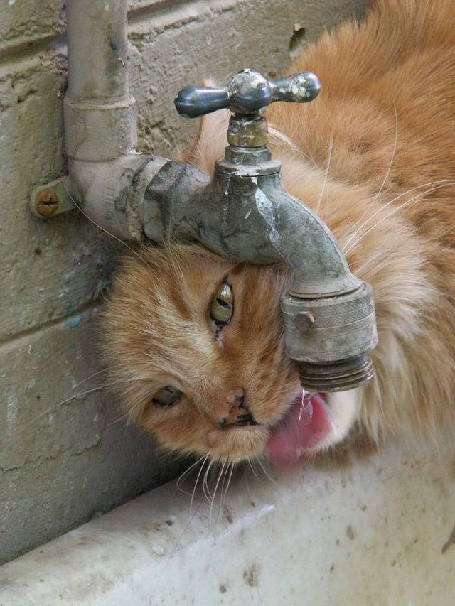 Funny picdump (85 pics)