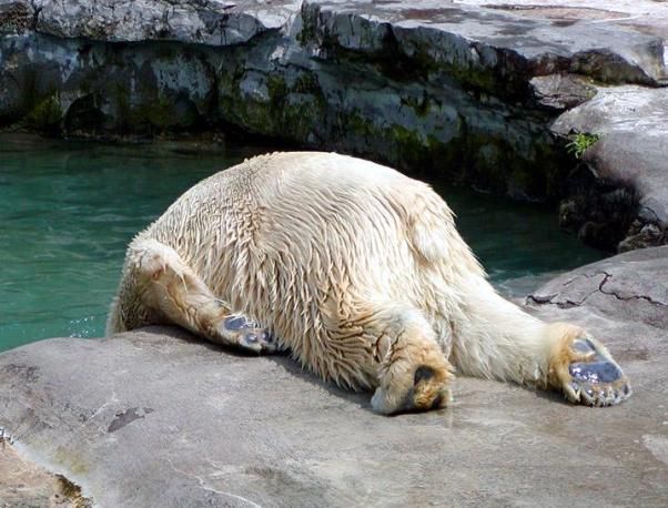 Funny picdump (85 pics)