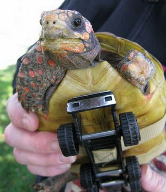 Funny picdump (85 pics)