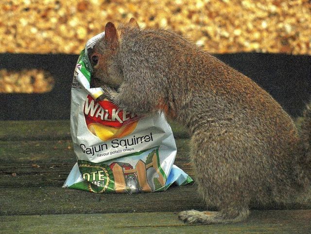Funny picdump (85 pics)