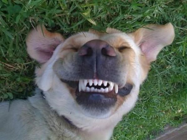 Funny picdump (85 pics)