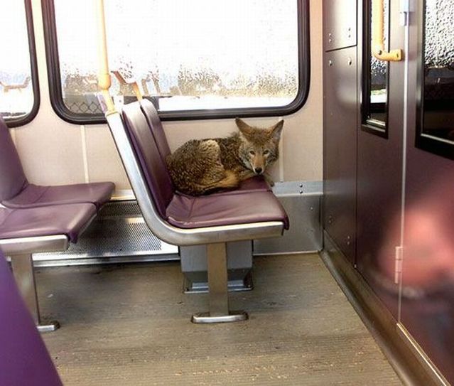 Funny picdump (85 pics)