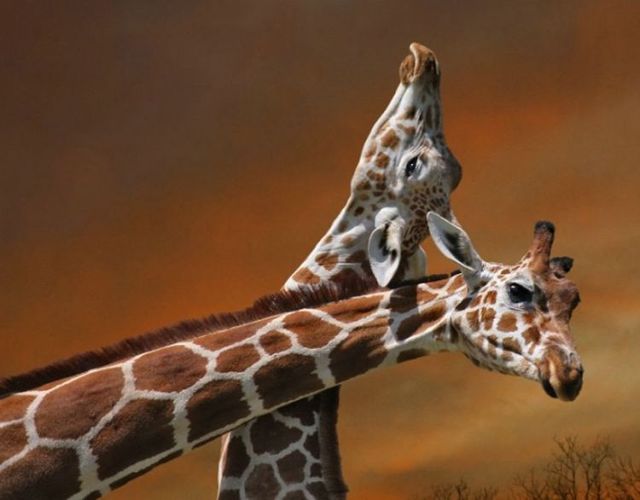 Funny picdump (115 pics)