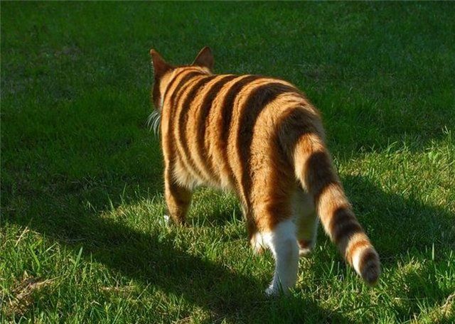Funny picdump (115 pics)