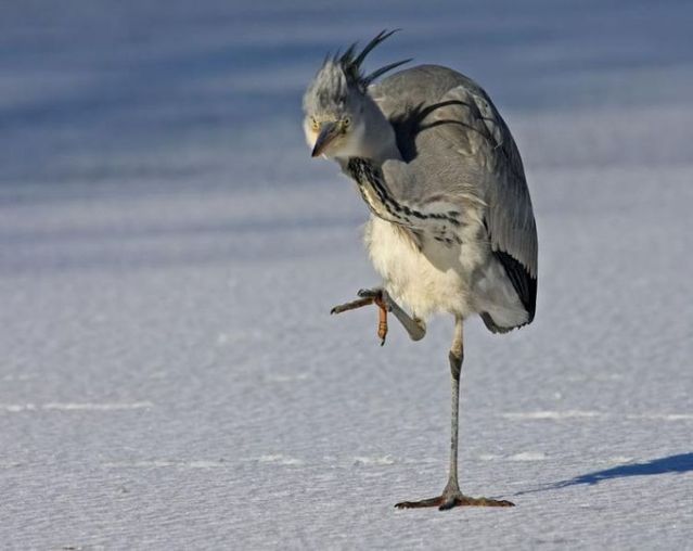 Funny picdump (115 pics)