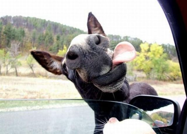 Funny picdump (133 pics)