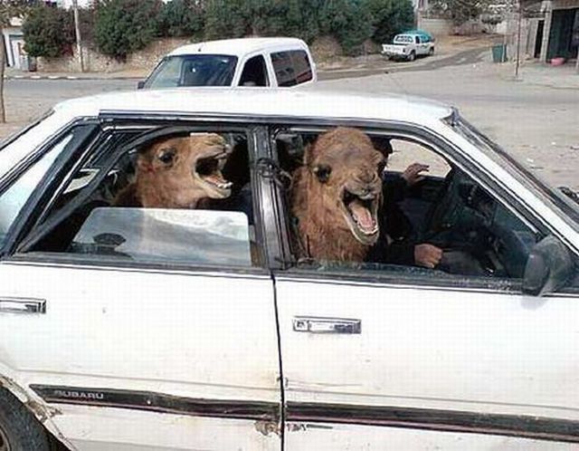 Funny picdump (122 pics)