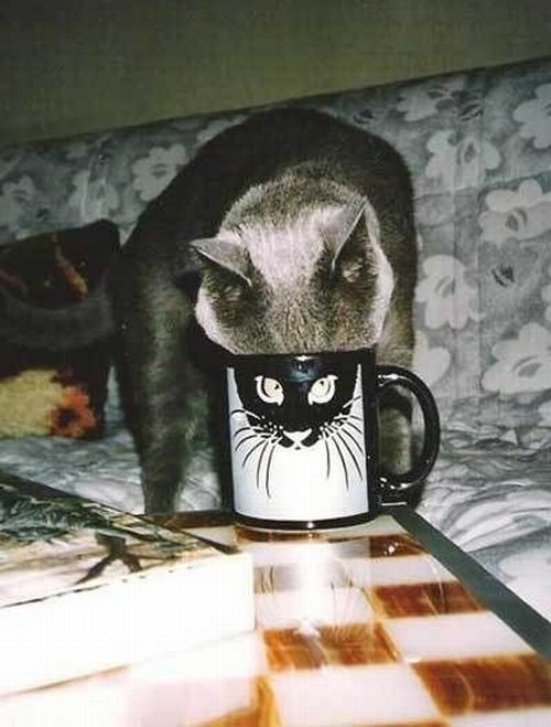 Funny picdump (122 pics)